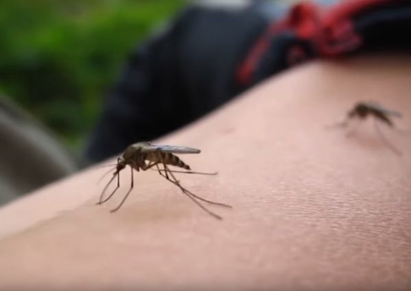 В Испании вспышка нильской лихорадки: туристов сажают на карантин