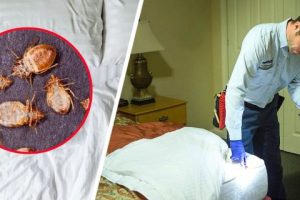 Отели и дома в Сочи атакуют вонючие мраморные клопы: туристы в шоке