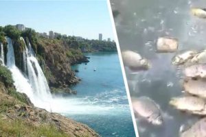 От зловонного водопада в Анталии начала дохнуть рыба