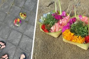 Туристов на Бали призвали не трогать кананг сари и быть с ними осторожными