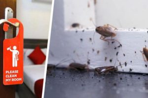 Атака курорта тысячами тараканов испортила отпуск мечты сотням туристов