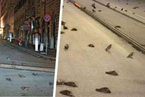 Рим усыпан трупами птиц после новогоднего фейерверка
