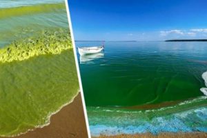 Новая напасть обрушилась на туризм Турции: опасные «морские сопли» заполонили море и угрожают здоровью туристов