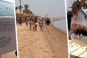 После нападения акулы в Египте власти закрыли пляжи: названо имя туристки, которая лишилась руки, и название отеля
