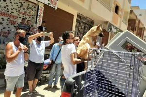 В Хургаде начался отлов и стерилизация бездомных собак