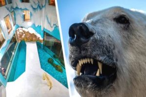 В отель к туристам подселили живых белых медведей