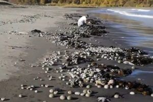 Камчатку отравили: на популярном пляже горы морских животных, туристы жалуются на токсические ожоги