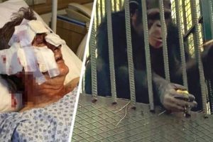 В отеле Анталии разъяренная обезьяна устроила расправу над людьми