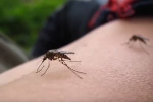 В Испании вспышка нильской лихорадки: туристов сажают на карантин
