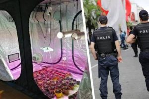 В пустующих отелях Турции начали подпольно разводить коноплю: рассаду выращивают прямо в номерах