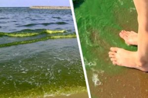 На пляжах Анталии вода позеленела и пожелтела, напугав туристов