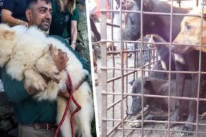 Туристы объявили бойкот живодерне: рынок, на котором забивали собак, был главной достопримечательностью и вызвал громкий скандал