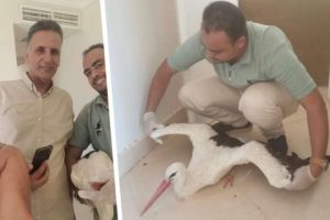 В Хургаде российская туристка спасла спикировавшую птицу из Европы