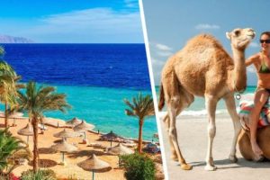 Египет: в Хургаде и Шарм-эль-Шейхе не было ни одного случая Covid-19 с момента возобновления туризма