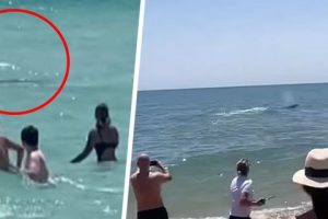 Новое нападение акулы на туристов в Египте: хищник откусил женщине руку