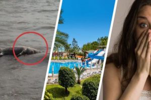 На пляж перед отелем море выбросило обезглавленного крокодила, взволновав туристов