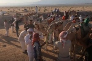 В Шарм-эль-Шейхе начались забеги 500 верблюдов