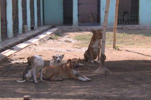 В Хургаде стерилизуют всех собак